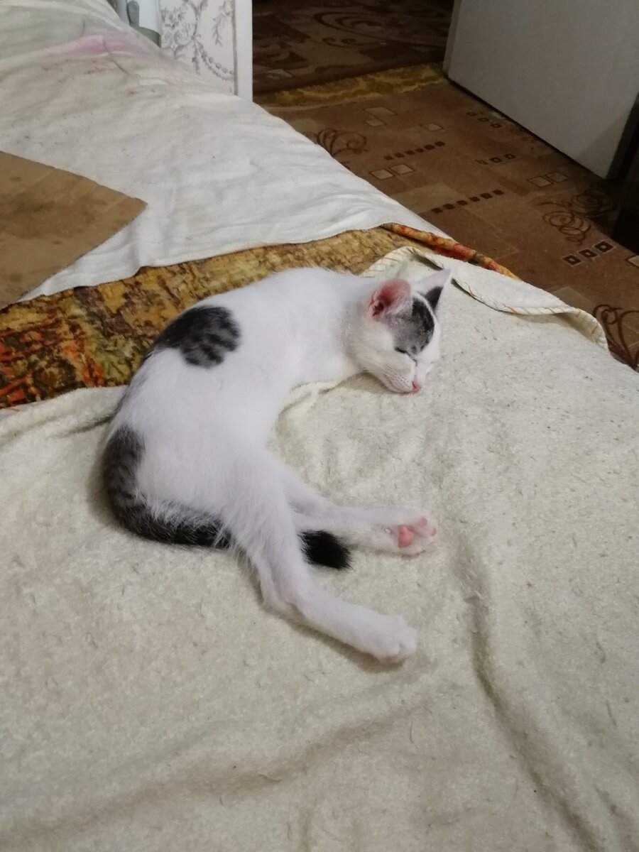 Вот она, Машка, 3 месяца