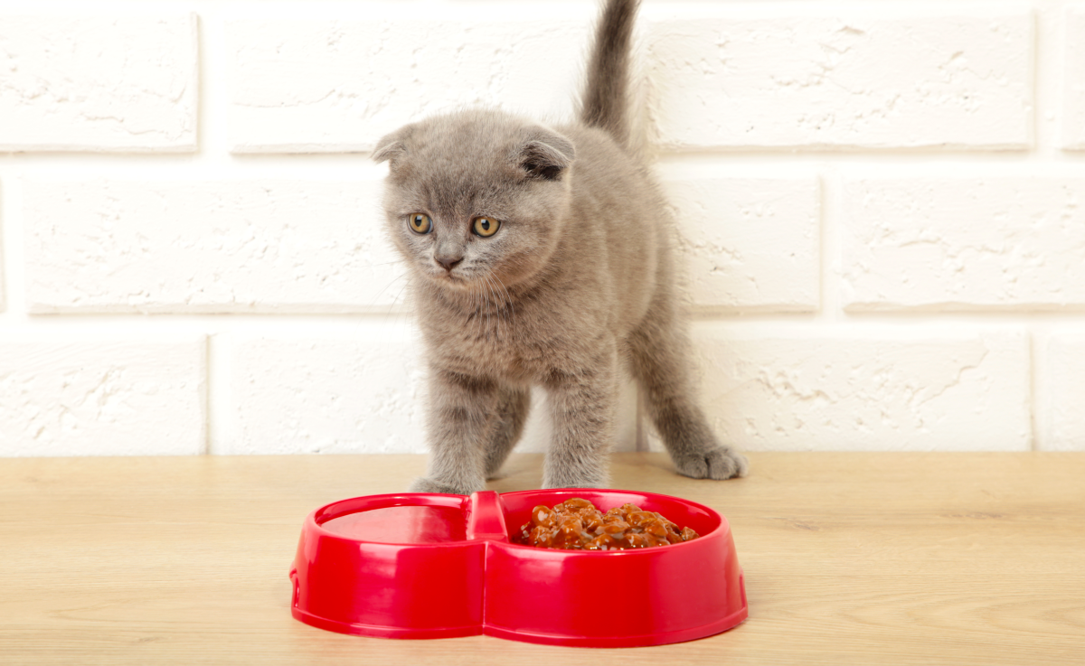 Рассказываем, как правильно кормить котенка на каждом этапе роста и какое питание поможет ему сформировать крепкий иммунитет на всю жизнь.-2