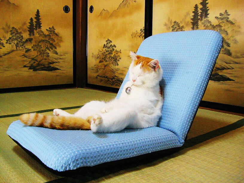 Сама расслабься. Расслабленный кот. Котик расслабляется. Релаксация кот. Расслабляющие котики.