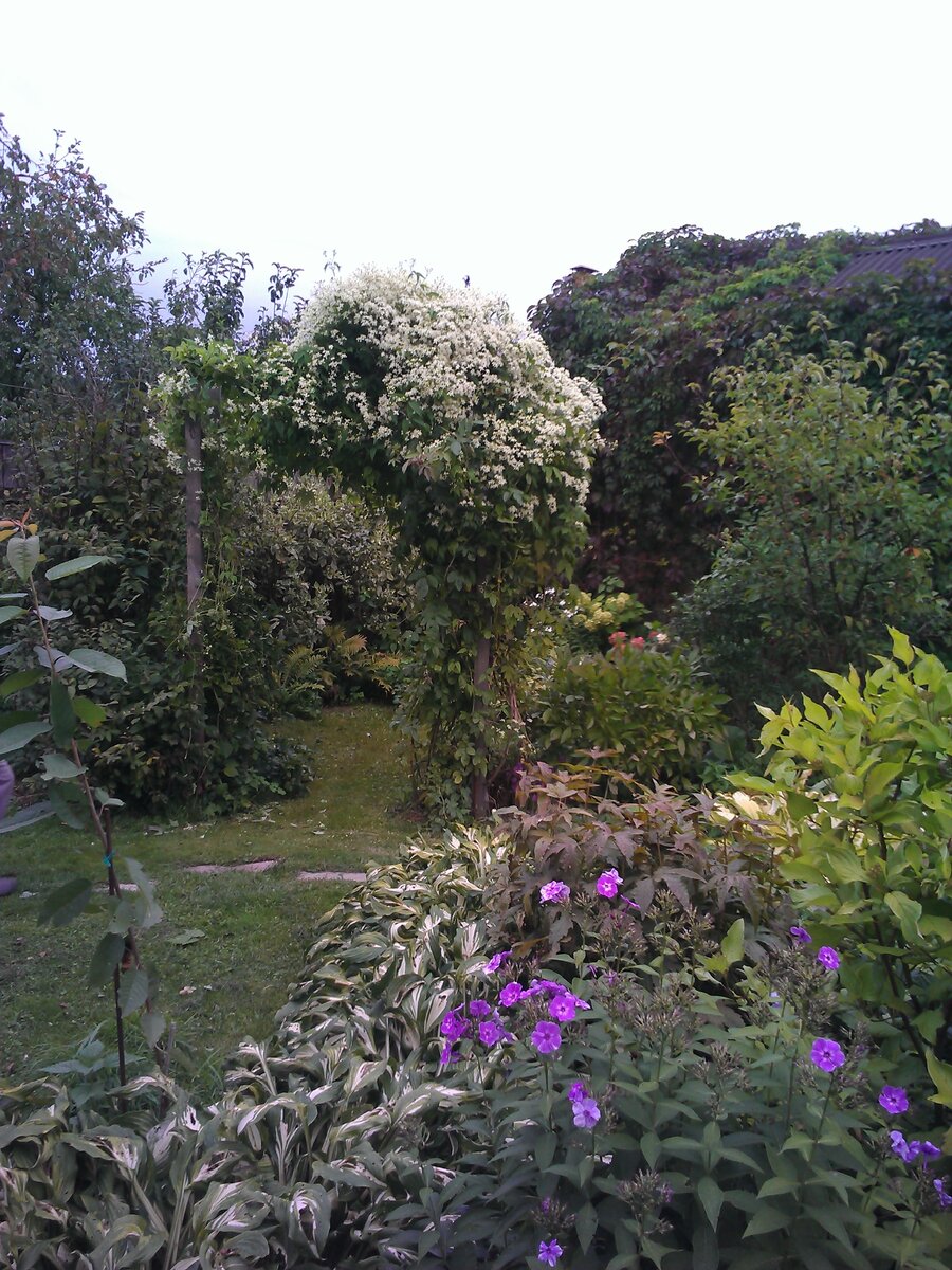 Клематис маньчжурский (Clematis mandschurica) в цвету. За этой аркой расположена моя белая комната