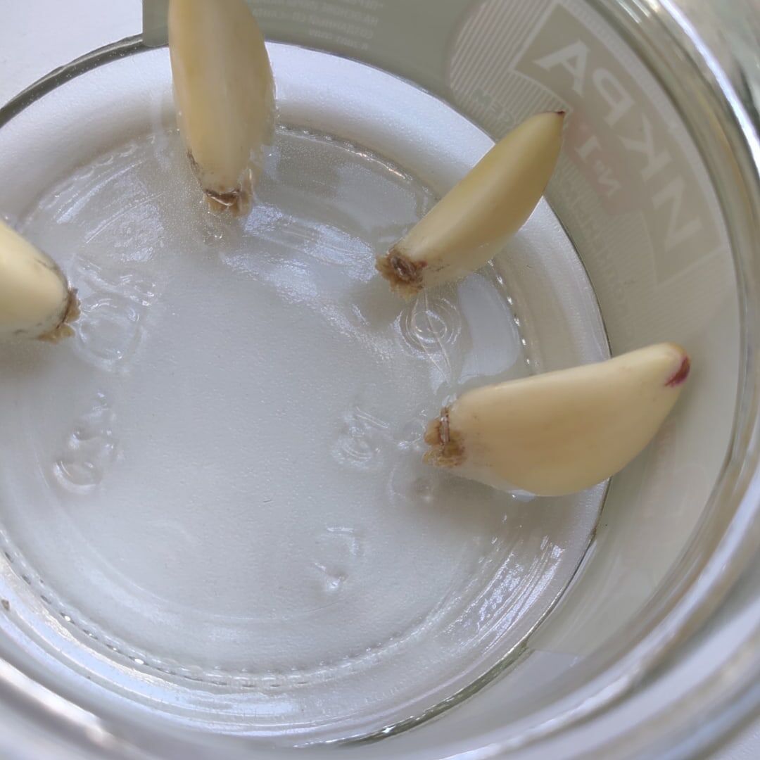 Уже видны маленькие корешки