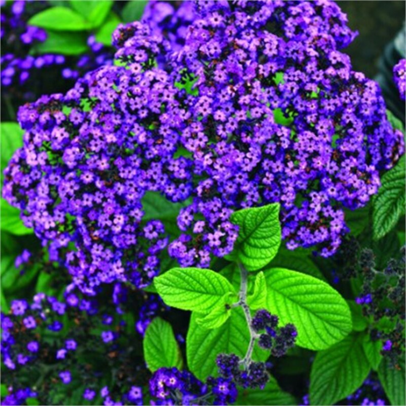 Фото с сайта www.bunnings.com.au