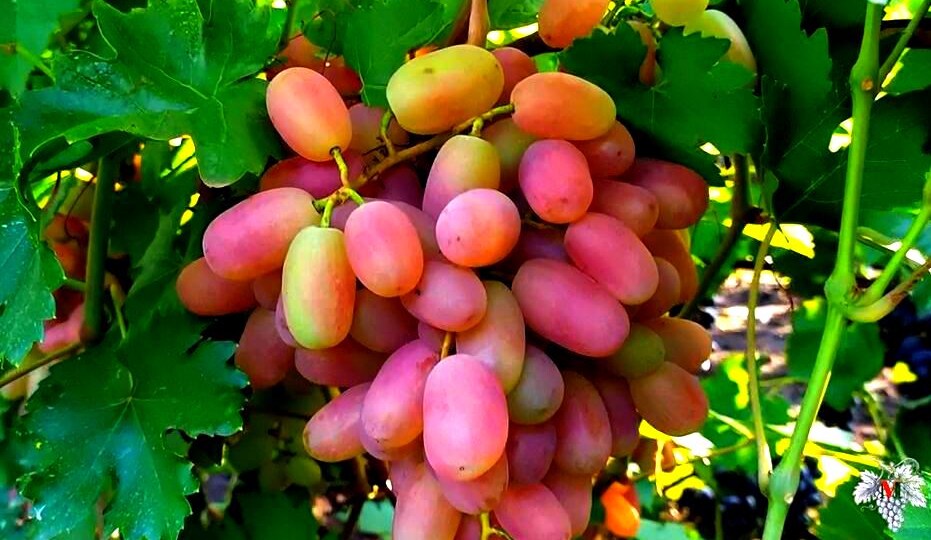 ОДИН из ЛУЧШИХ Типов ФОРМИРОВКИ Кустов ВИНОГРАДА на УРОЖАЙ!