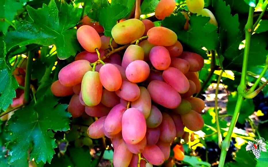 Урожай винограда "Юлиан" при таком типе формировки винограда