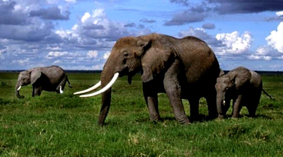 Слон - самое крупное наземное животное...