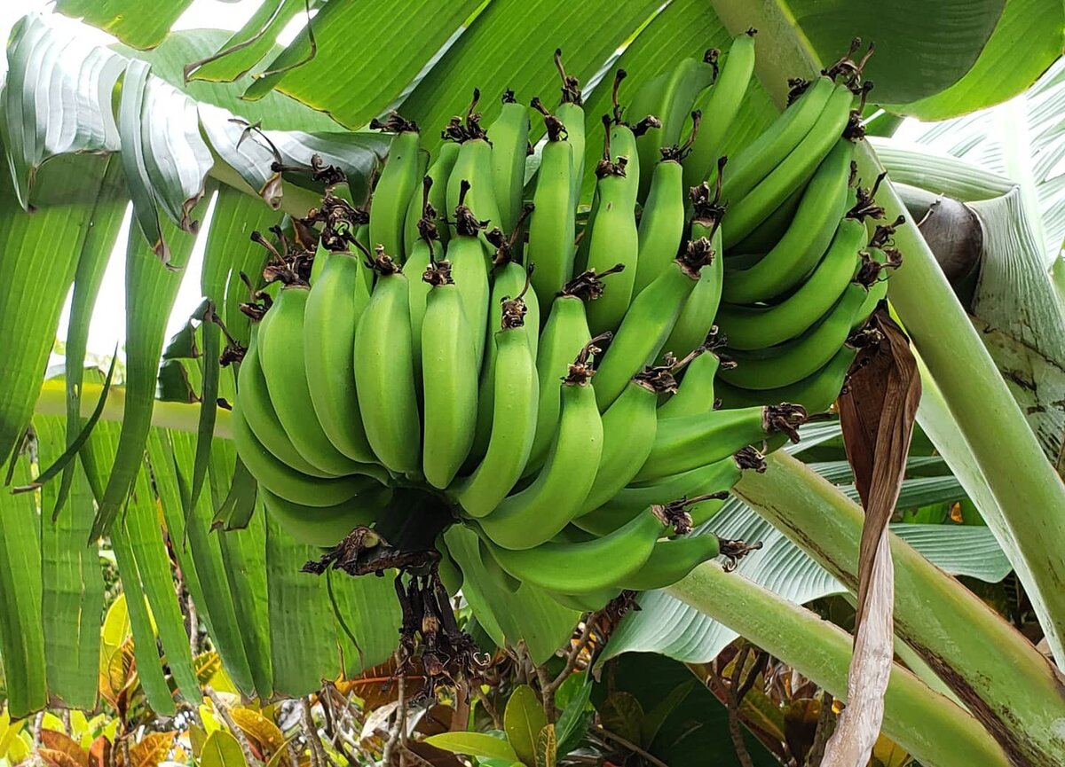 Как растут бананы. Бананы в Абхазии растут. На чем растут бананы. Бананы в Индии растут. Бананы растут в россии