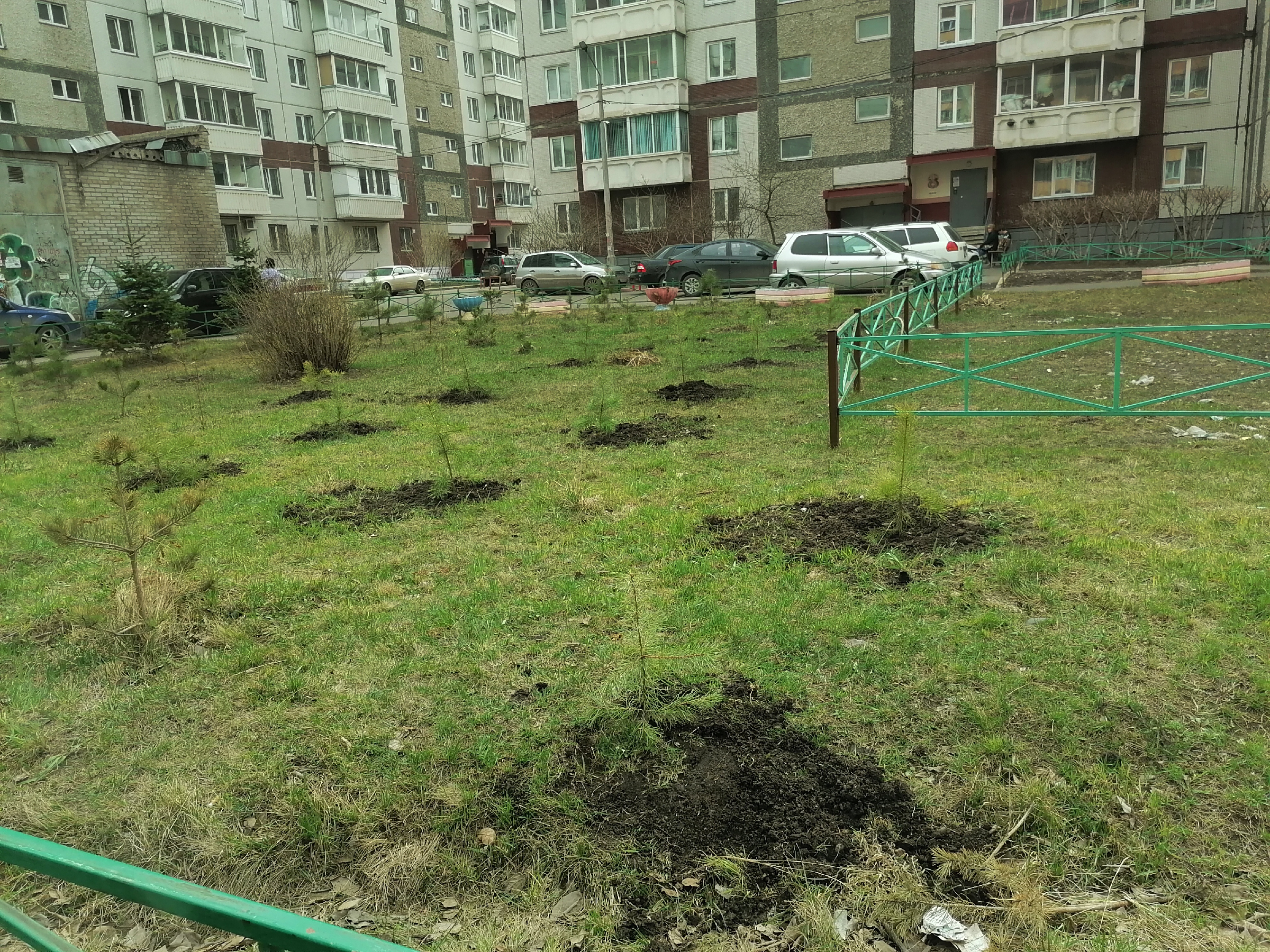 Семь лет высаживал лес около участка. Смотрим, что получилось8