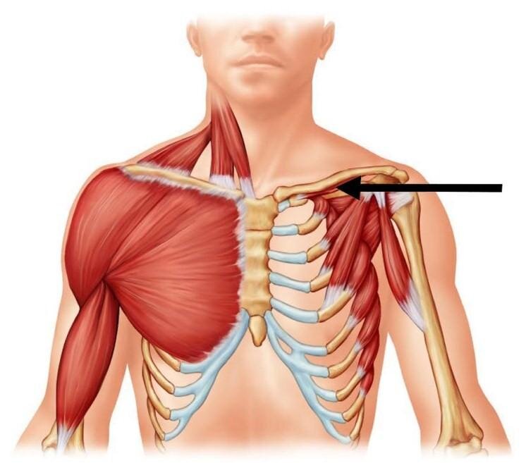 Источник фото: http://ploscostopie.ru/podklyuchichnaya-myshca/
