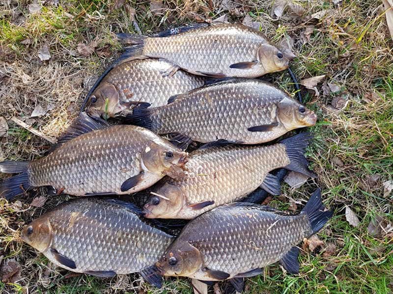 Гиногенез отмечен только у серебряного карася у золотого его нет. Фото из открытых источников яндекс- картинки.