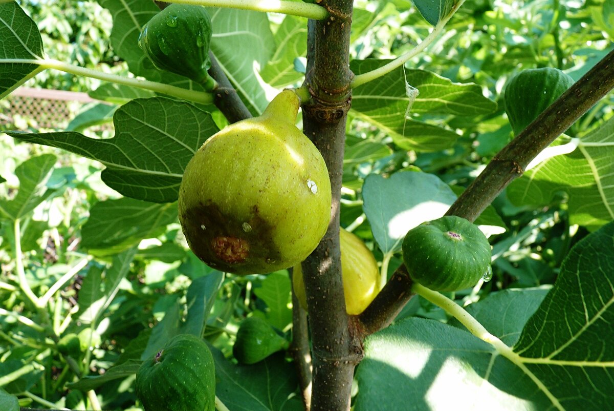 Первый урожай инжира созрел сразу после обильного июльского дождя.