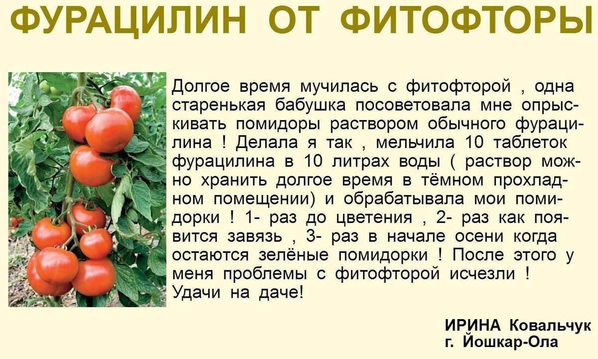 Сад и огород полезные советы. Интересные советы огородникам. Сад огород полезные советы томаты. Дачные советы полезные советы для огородников и садоводов.