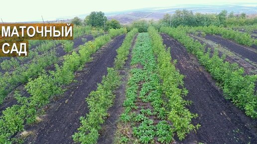 Маточно Черенковый САД. Питомник грецкого ореха Господарул. Республика Молдова