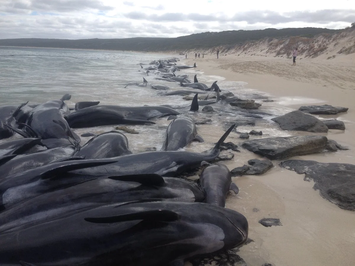 Гибнущее море. Черные дельфины выбросились на берег. Киты в Австралии выбросились на берег. В новой Зеландии дельфины выбросились на берег. Гринды выбросились на берег.