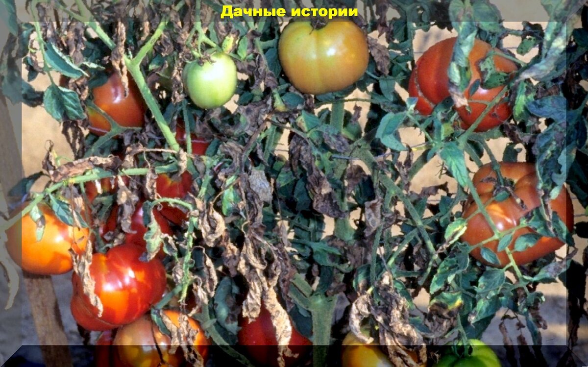 Кладоспориоз и альтернариоз томатов — не путать с фитофторозом