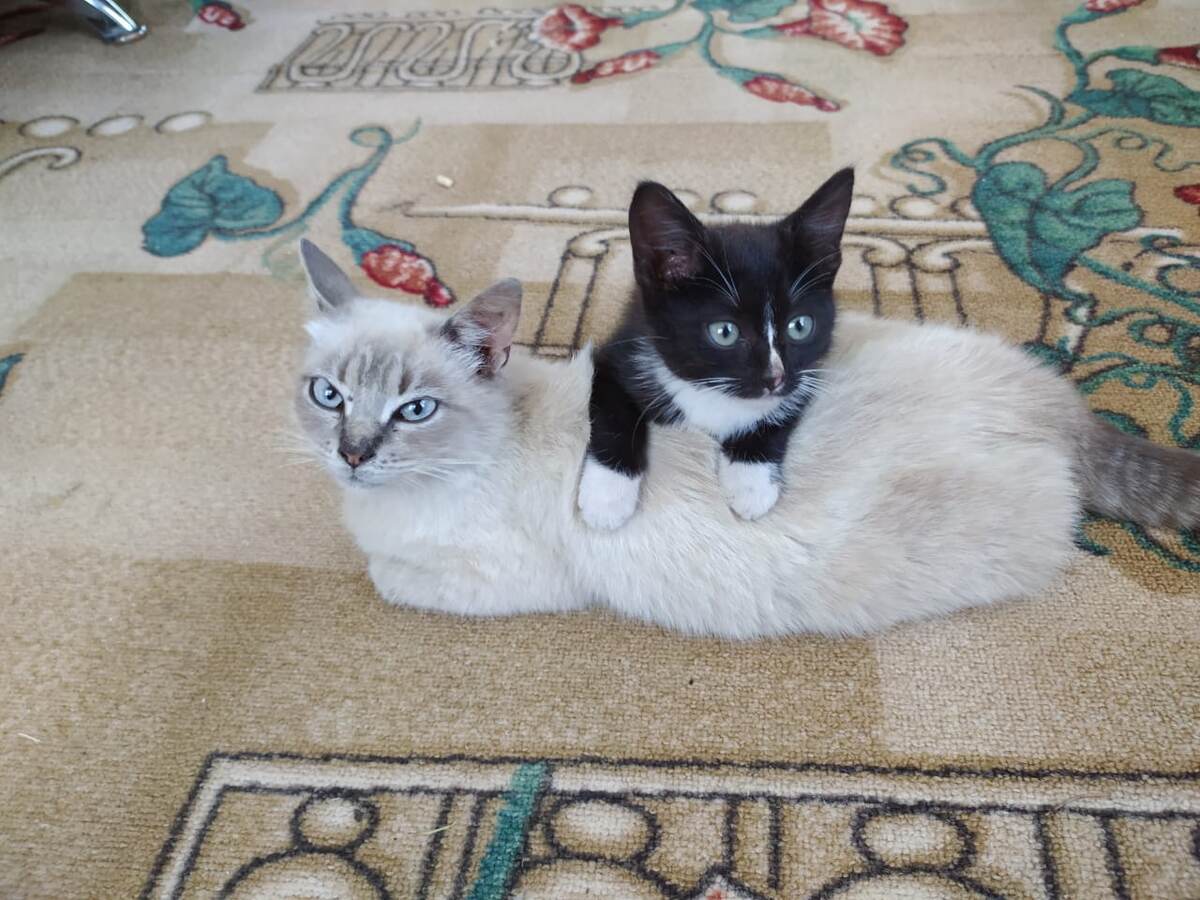 Кося и Шкед 