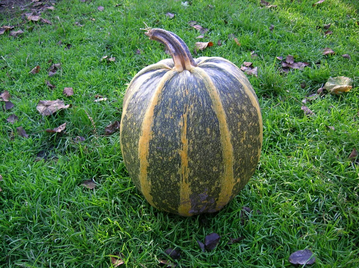 твердокорая