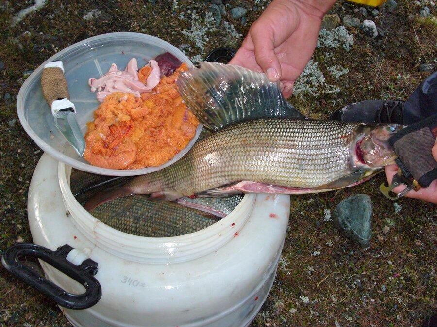 Ленок рыба фото описание цвет мяса