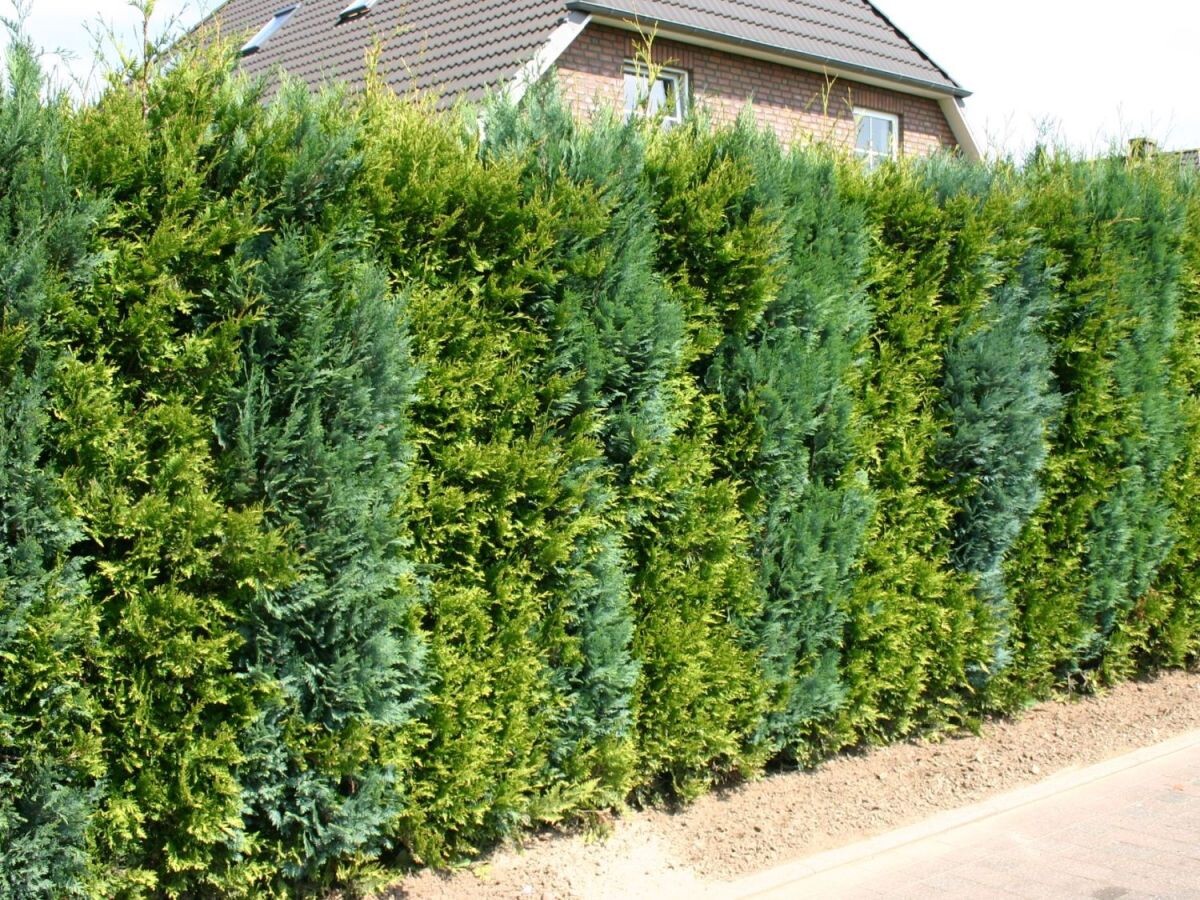 Живая изгородь из туи