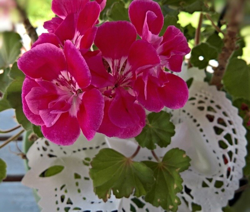 Герань еще называют – журавельник или пеларгония. Все наверняка слышали про этот цветок, но не каждый знает о его удивительных свойствах. Бабушки просто обожали выращивать герань на своих подоконниках. И тому есть ряд весьма интересных причин:
Укрепление нервов
Защита от насекомых
Привлечение любви
Простота в уходе
Очищение воздуха
Оберег
Растение приобретали как оберег для дома. Считалось, что этот чудесный цветок защищал пространство от сглаза, дурных мыслей и непрошеных злых гостей. Также говорили, что там, где есть герань, нет места для ссор. Люди рядом с ней становились будто бы добрее. Этот оберег не только защищал от дурного глаза, но и привлекал положительную энергию, излечивал от душевных ран.Укрепление нервов
Еще люди ценили цветок за его антидепрессантные свойства. Стоит даже недолго побыть в одной комнате с журавельником, как начинает ощущаться прилив жизненных сил и энергии.Сейчас доказано, что эфирные масла растения положительно влияют на нервную систему. Людям, которые находятся в состоянии стресса рекомендуется завести дома герань.Только ни в коем случае не стоит ставить горшочек с цветком в спальне – насыщенный аромат, вдыхаемый на протяжении длительного времени, может стать причиной головной боли.Защита от насекомых
Благодаря все тем же эфирным маслам и яркому запаху, пеларгонию очень не любят разные насекомые. Ее& старательно избегают мухи, комары, моль и даже клопы. Листочками растения растирали домашних животных, чтобы избавить их от блох.И по сей день прекрасная герань заслуженно носит звание цветка-репеллента.Привлечение любви
Наши бабушки доверяли герани даже привлечение любви. Если девушка мечтала встретить суженного, она надевала на шею оберег в виде небольшого тряпичного мешочка, в который клали листики растения. А если девушка уже была влюблена – она дарила герань избраннику и надеялась, что цветок пробудит в парне такие же чувства к ней.Простота в уходе
Герань растение неприхотливое. В период цветения она пышет яркими красками, а радовать цветами при правильном уходе, может до полугода.В летнее время пеларгонию можно высаживать в открытый грунт, а на зиму снова заносить в тепло. Она очень редко подвергается нападению вредителей. Уход за ней действительно прост, и можно смело сказать – даже проще, чем за большинством домашних растений.Очищение воздуха
Сейчас герань утратила былую популярность, и напрасно. Современной наукой доказано, что она очищает воздух от формальдегида и бензола, ионизирует.Вещества, которые выделяет этот милый цветок вместе с ненавязчивым ароматом, хорошо дезинфицируют пространство вокруг.