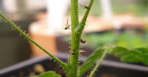 Грибные комарики на растении