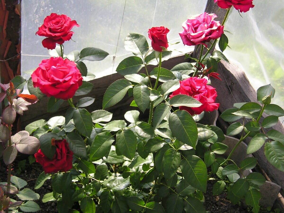 сибирский розовый сад