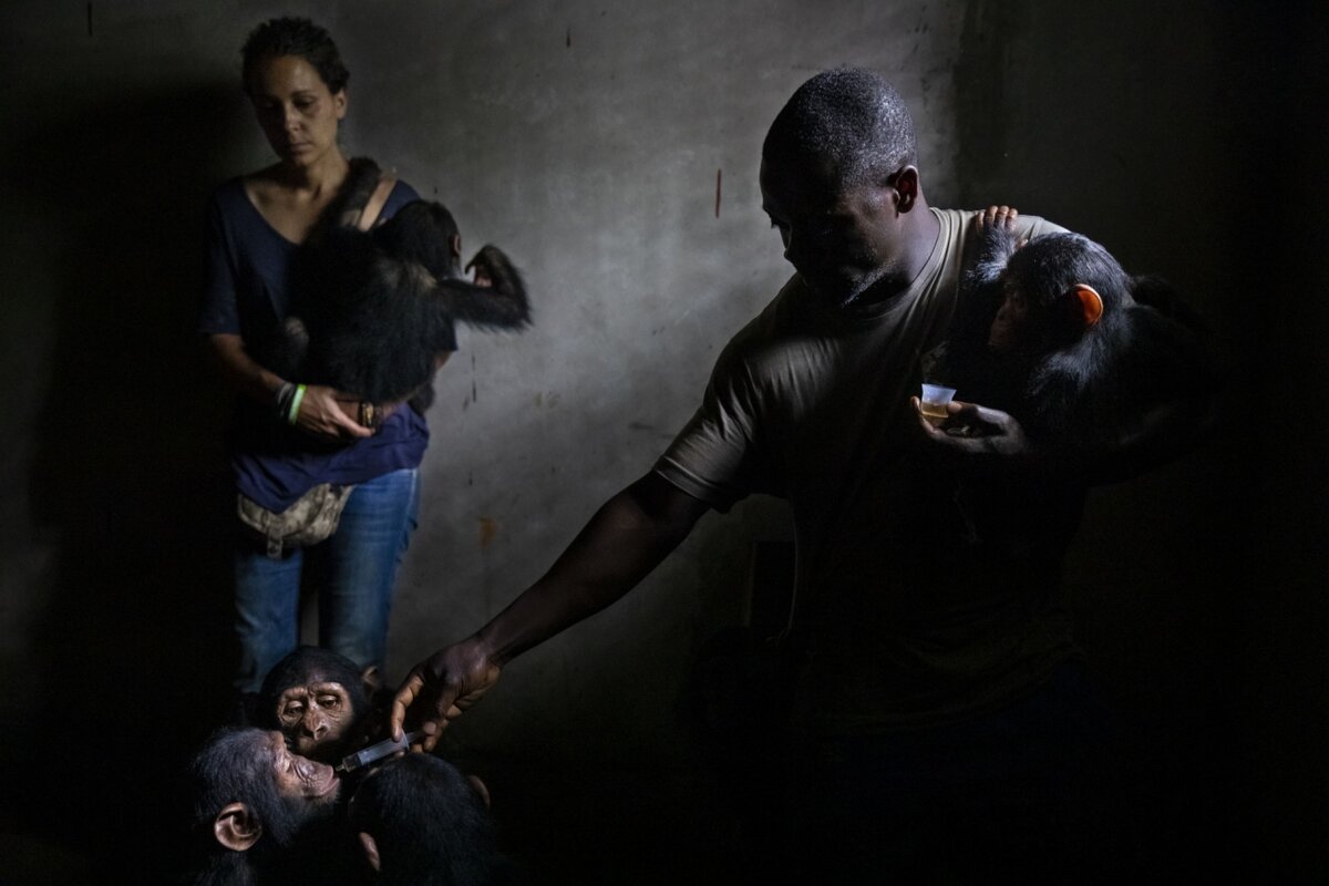 © Brent Stirton (Конго), Siena International Photo Awards 2021