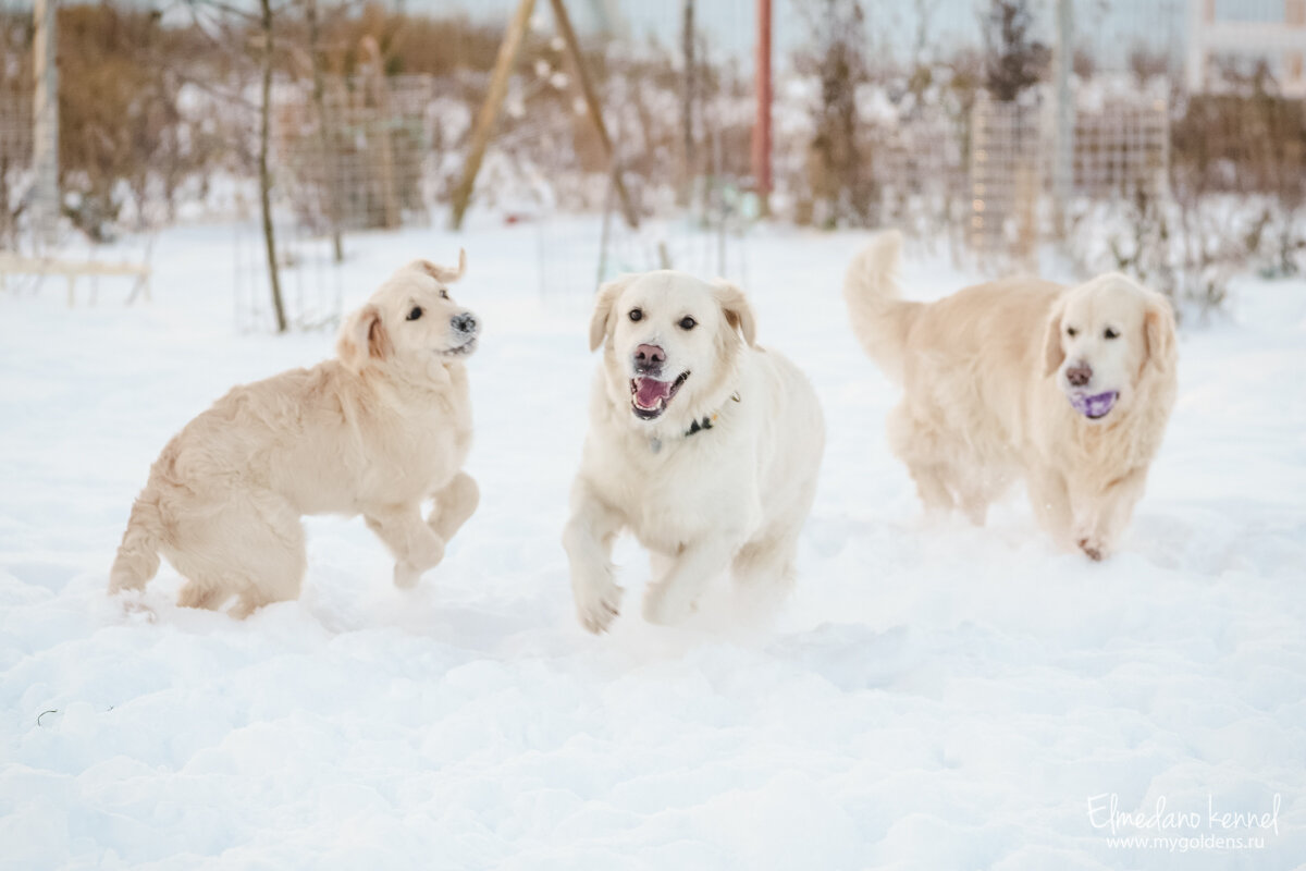 Наши собаки.