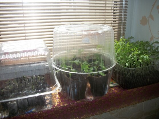 Раньше парники были такими)))