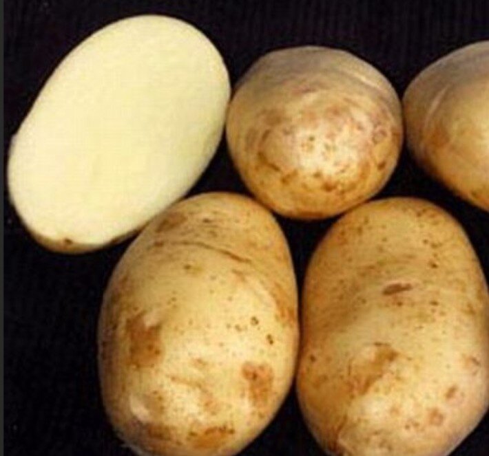 сорта картофеля с белой мякотью рассыпчатые