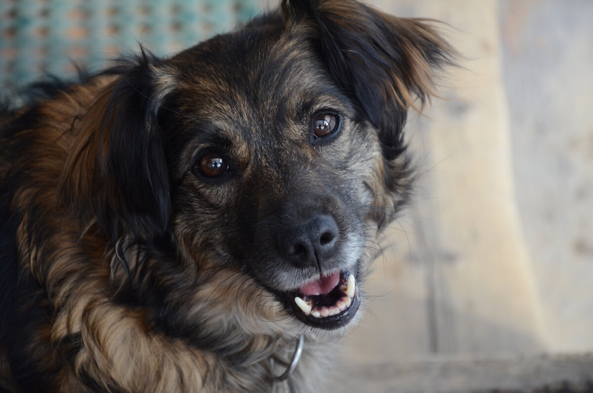 Моя Кэрри, воспитание которой я готова доверить только самой себе)