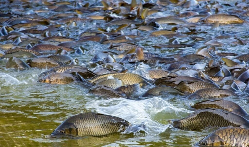 рыба в реке. рыбоводство карп прудовое. дунайский лосось. много рыбы в воде. рыба в реке.