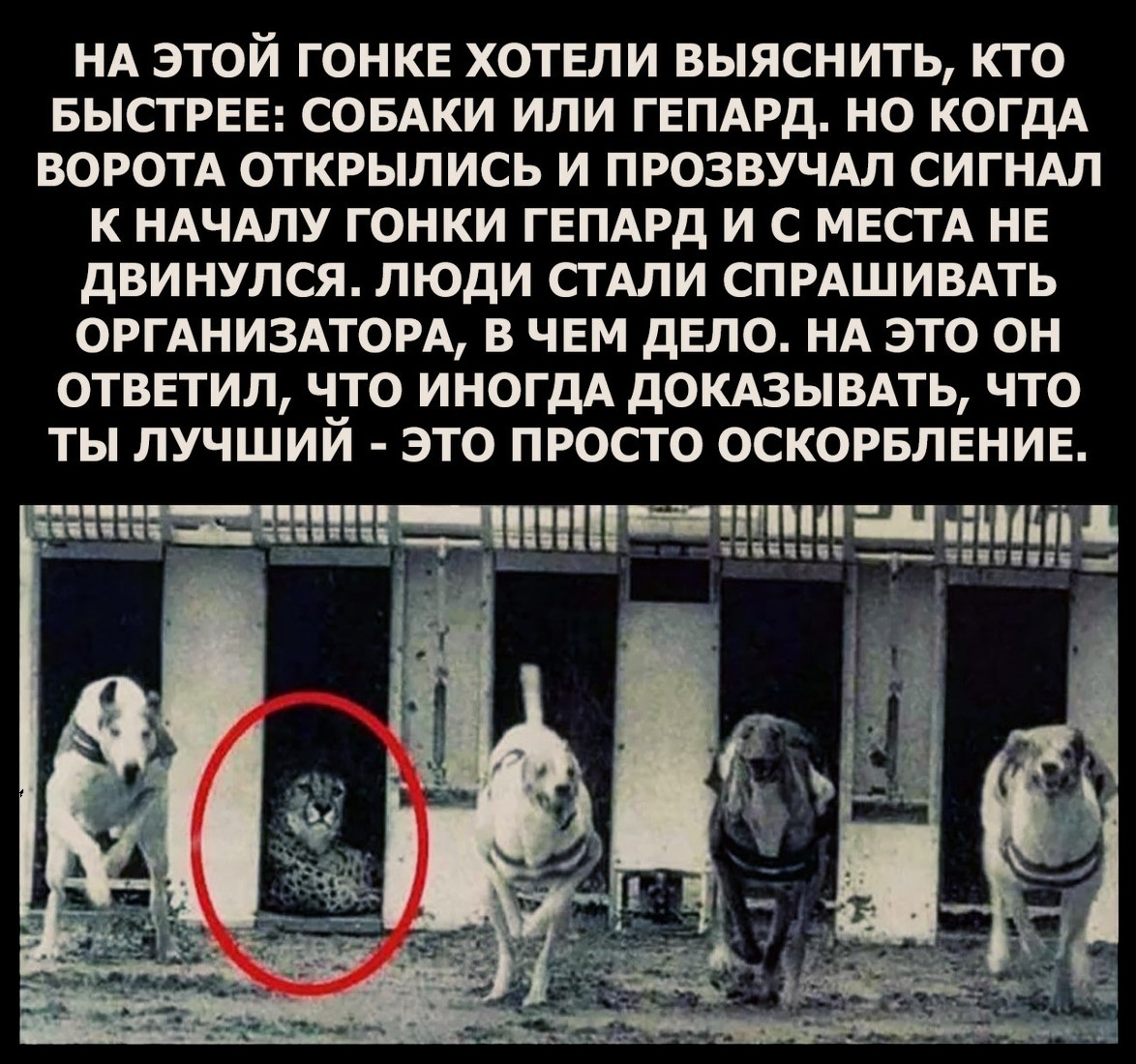 На самом деле картинка о другом, но она забавная. А так-то гепард конечно быстрее, чем собаки.