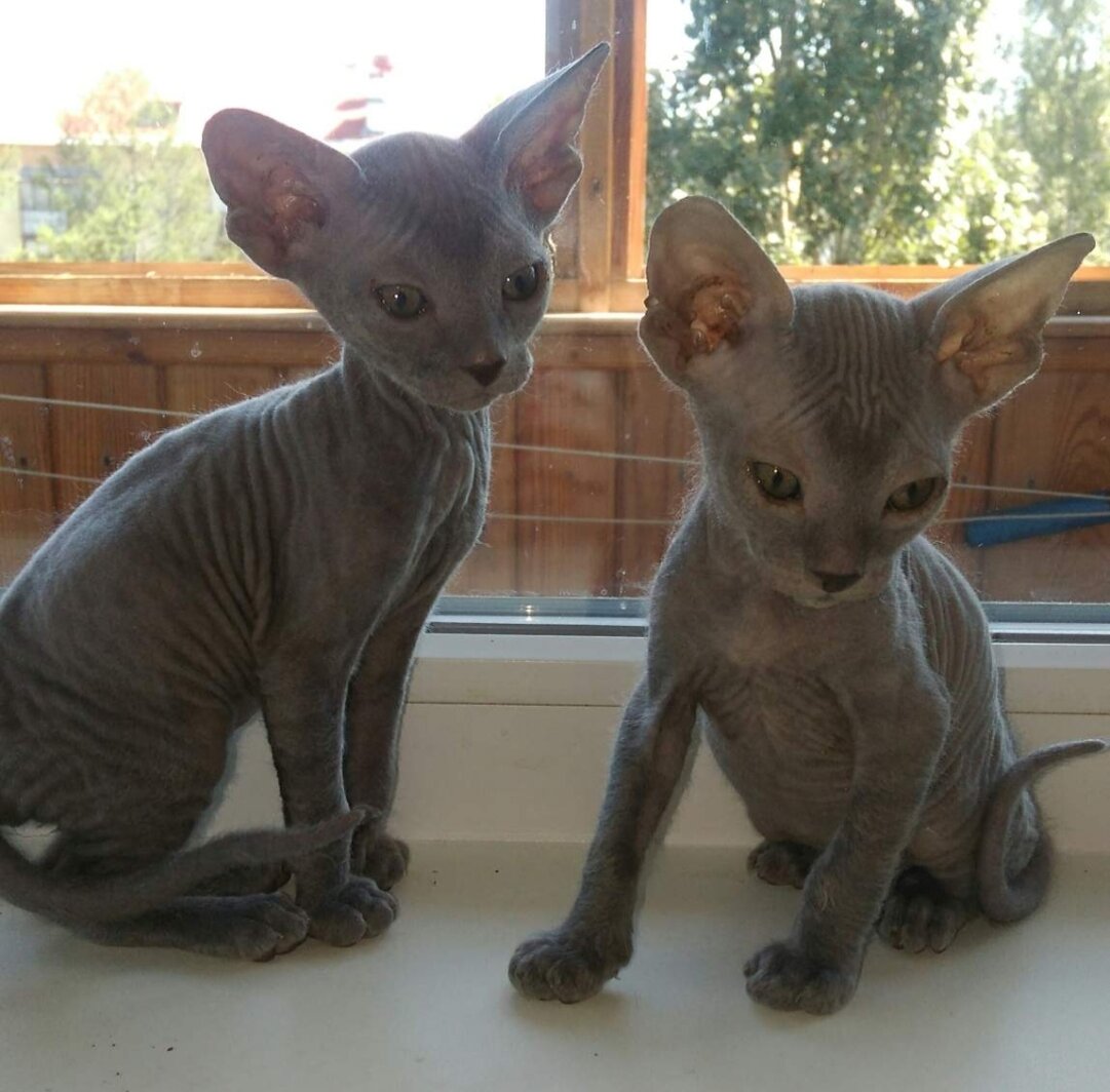 Котята донские сфинксы