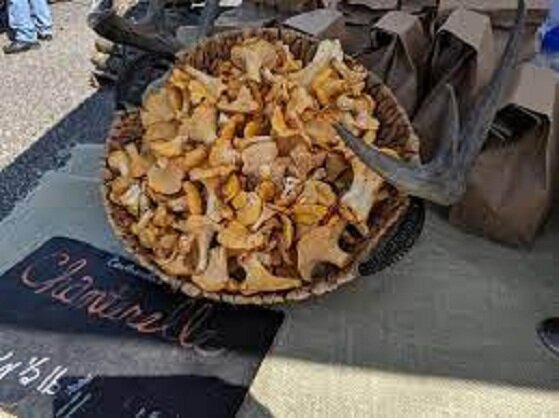 праздник Humongous Fungus Fest,