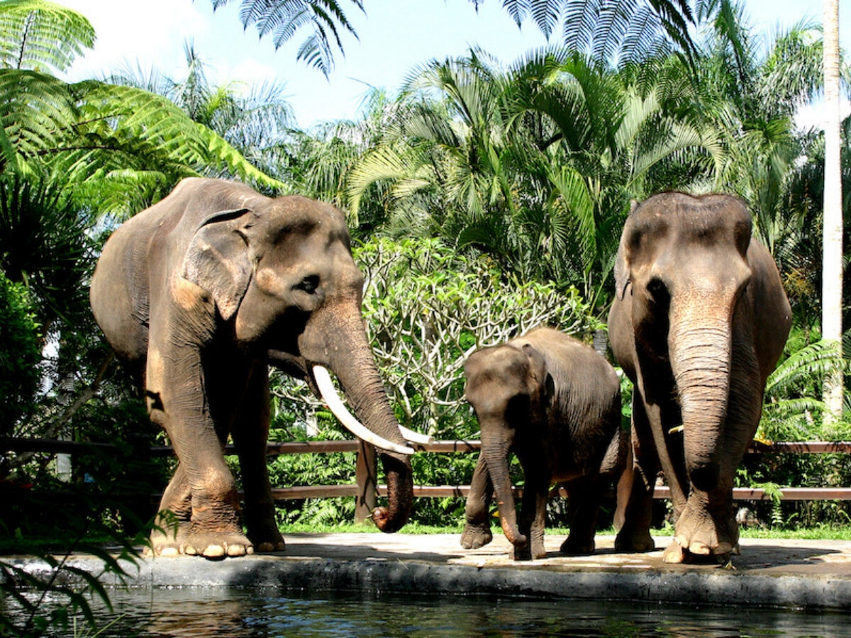 https://www.wandernesia.com/wp-content/uploads/2019/02/Elephant-Safari-Park-Bali-Elephant-Jumbo-Wash1-510x383.jpg