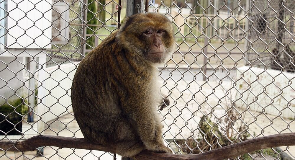 Дарвин предположил, что у людей и обезьян предки общие
