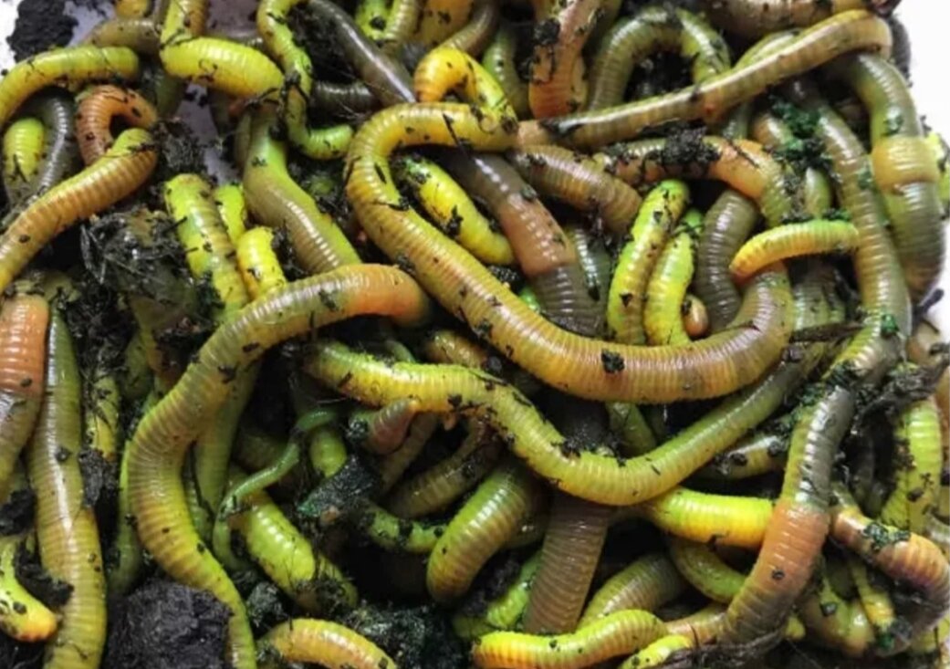 червь железняк зелёный. черви дендробена зеленые. черви для рыбалки дендробена. червь железняк зелёный. Worms зеленый червячок.