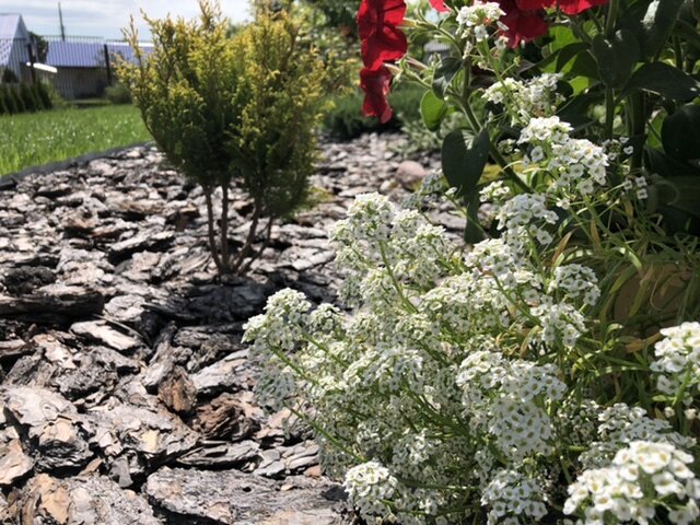 Алиссум приморский Аллюр