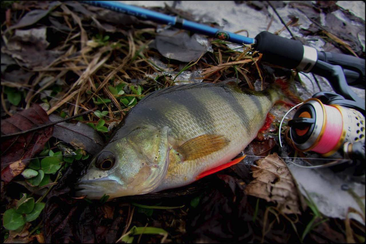 На что ловить окуня осенью на удочку Ловля окуня на вертушки. Fishing for perch on turntables YouTube