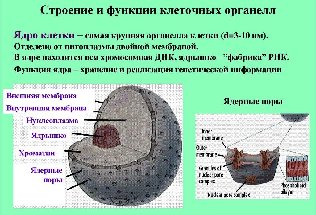 В клетках отсутствует ядерная оболочка. Ядро структура строение функции. Особенности строения ядра клетки. Структура и функции клеточного ядра. Ядро клетки строение и функции