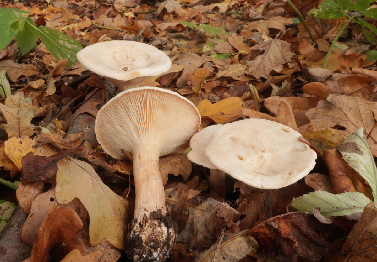 Говорушка подогнутая гриб. Clitocybe dealbata. Говорушка беловатая. Говорушки грибы.