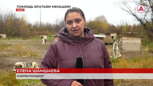 На улице по вине человека. Центр безнадзорных животных в Урае ищет волонтёров