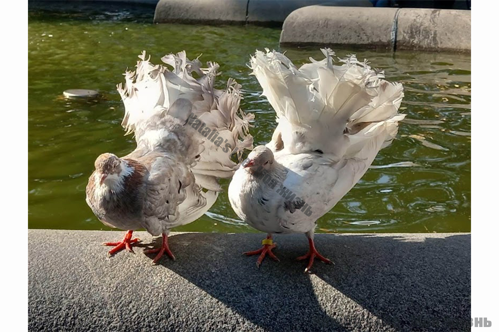 Фото с личного архива. Голубки нам всем желают успеха в наших желаниях)