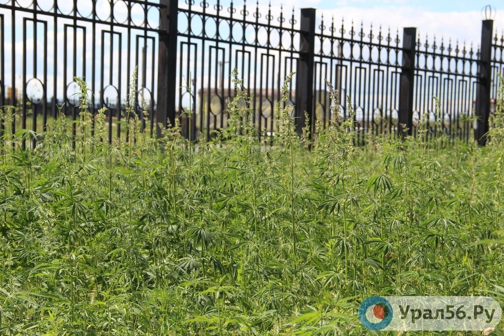    Ради науки: Учитель биологии из Орска собрал марихуану, чтобы узнать эффект от употребления