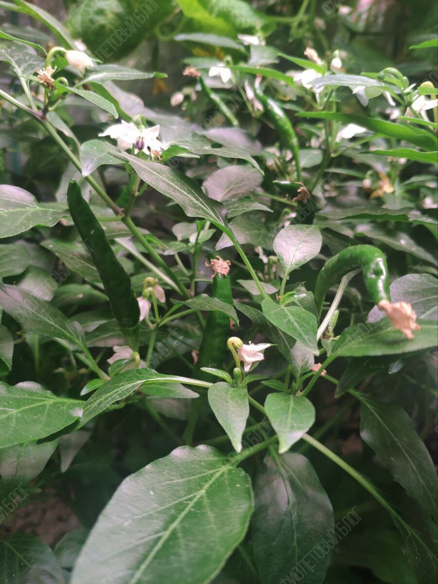 «А че, давайте вырастим!». С этой фразой и с большим потоком вдохновения начали воплощать идею в жизнь.-19