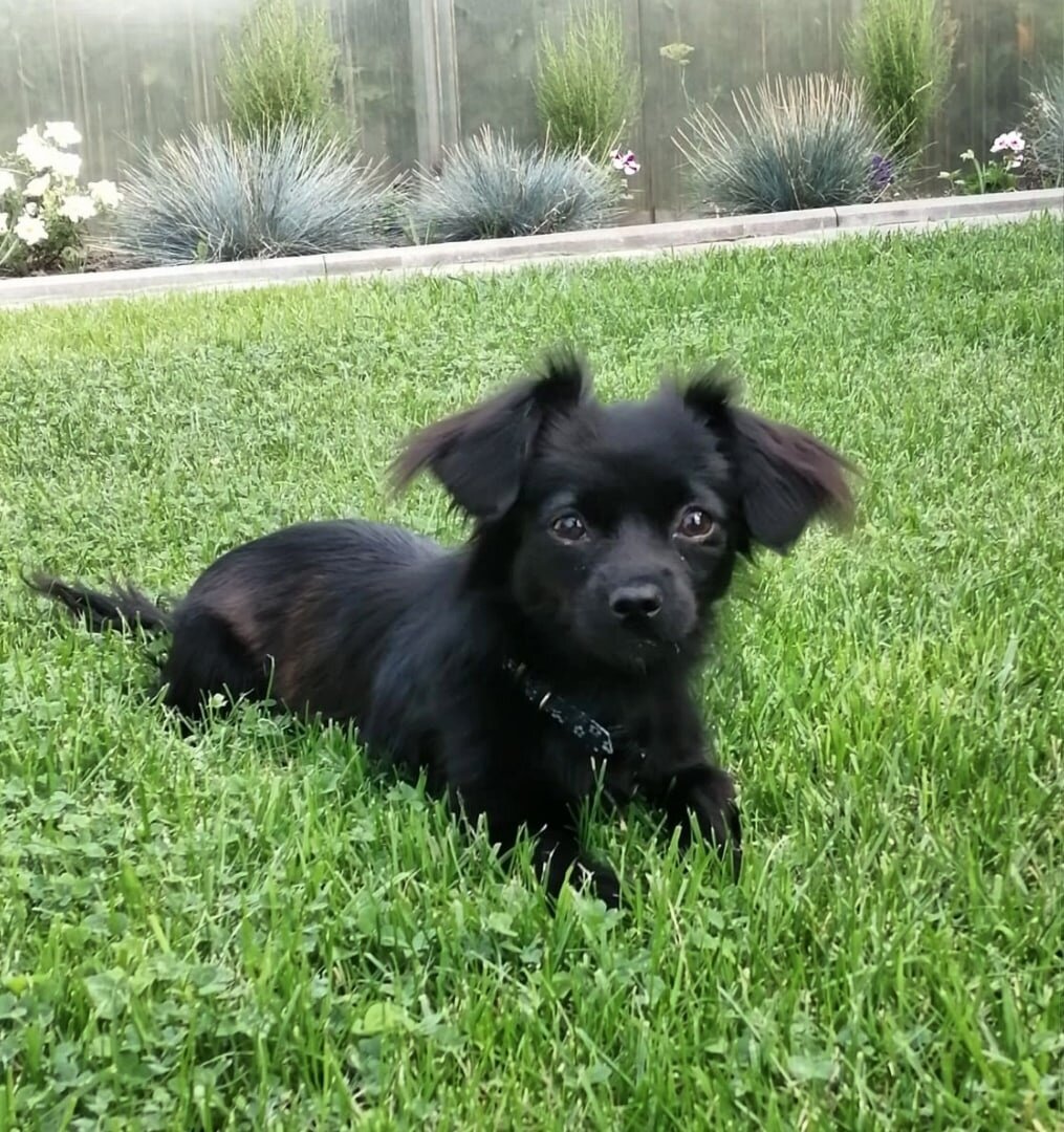 Шанелька, такой она стала после спасения с отлова