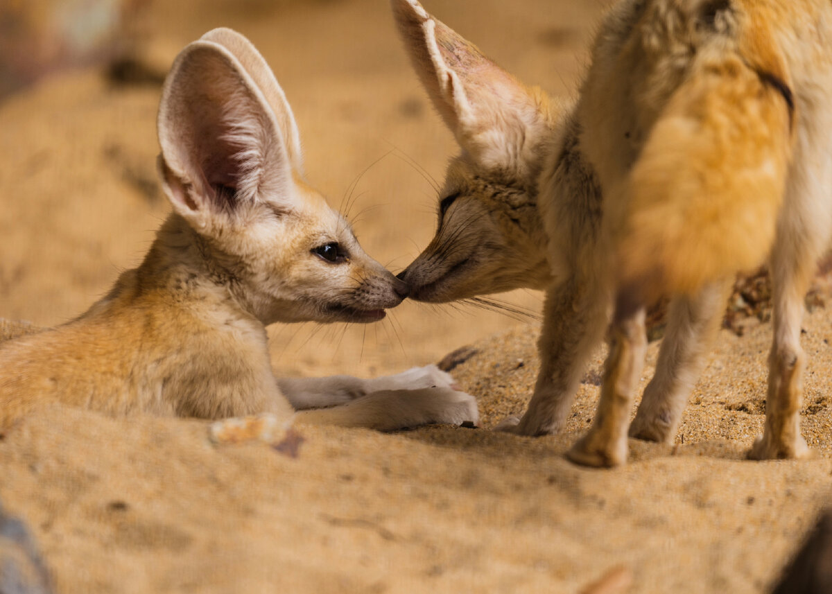 Fennec foxes / shutterstock