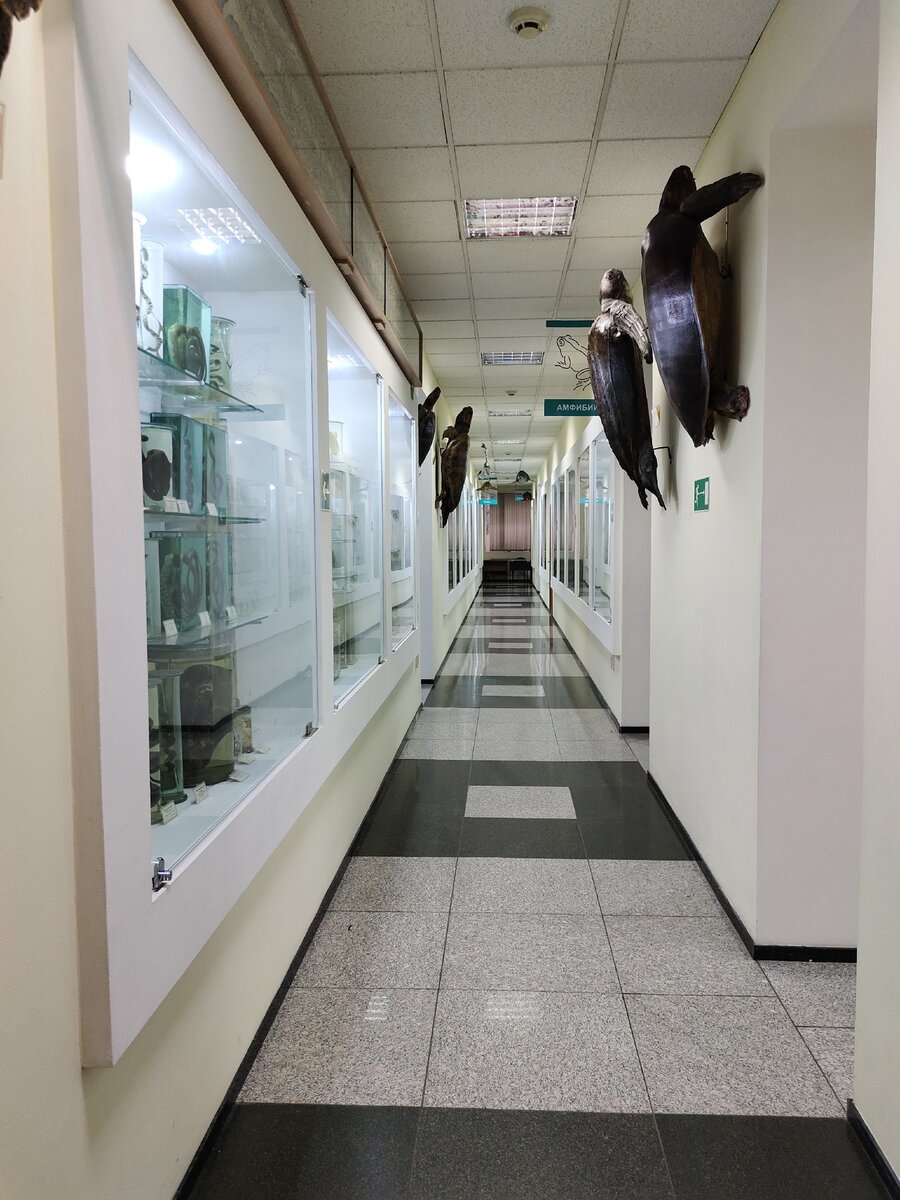 Зоологический музей ДВФУ