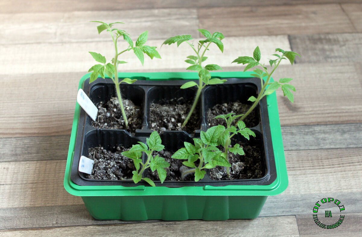 Мои томаты. Посажены в середине февраля, уже готовы к пикировке.