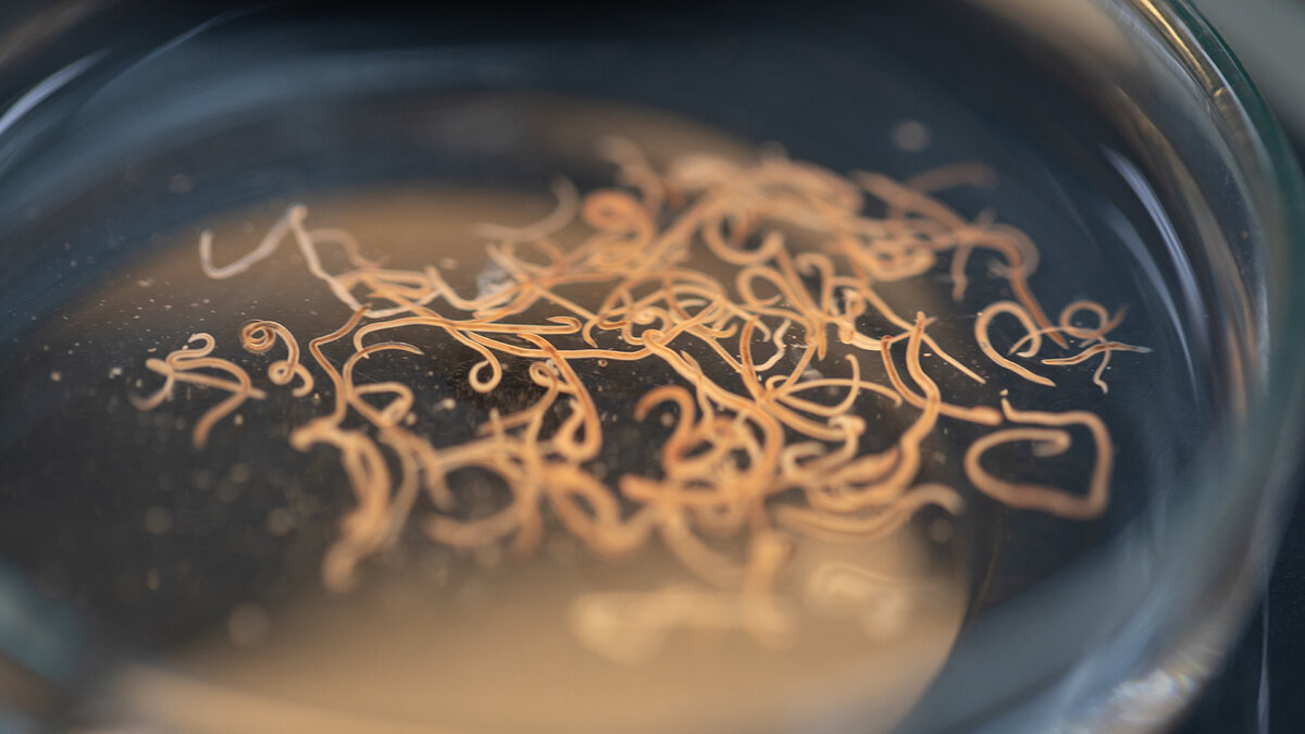 Источник фото: https://hightech.fm/2018/12/07/worms?is_ajax=1